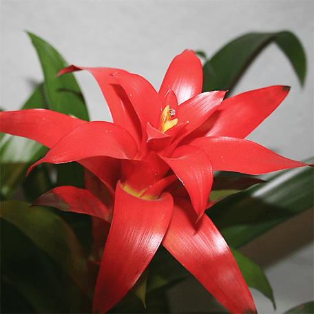 Produto: Duo Bromelia